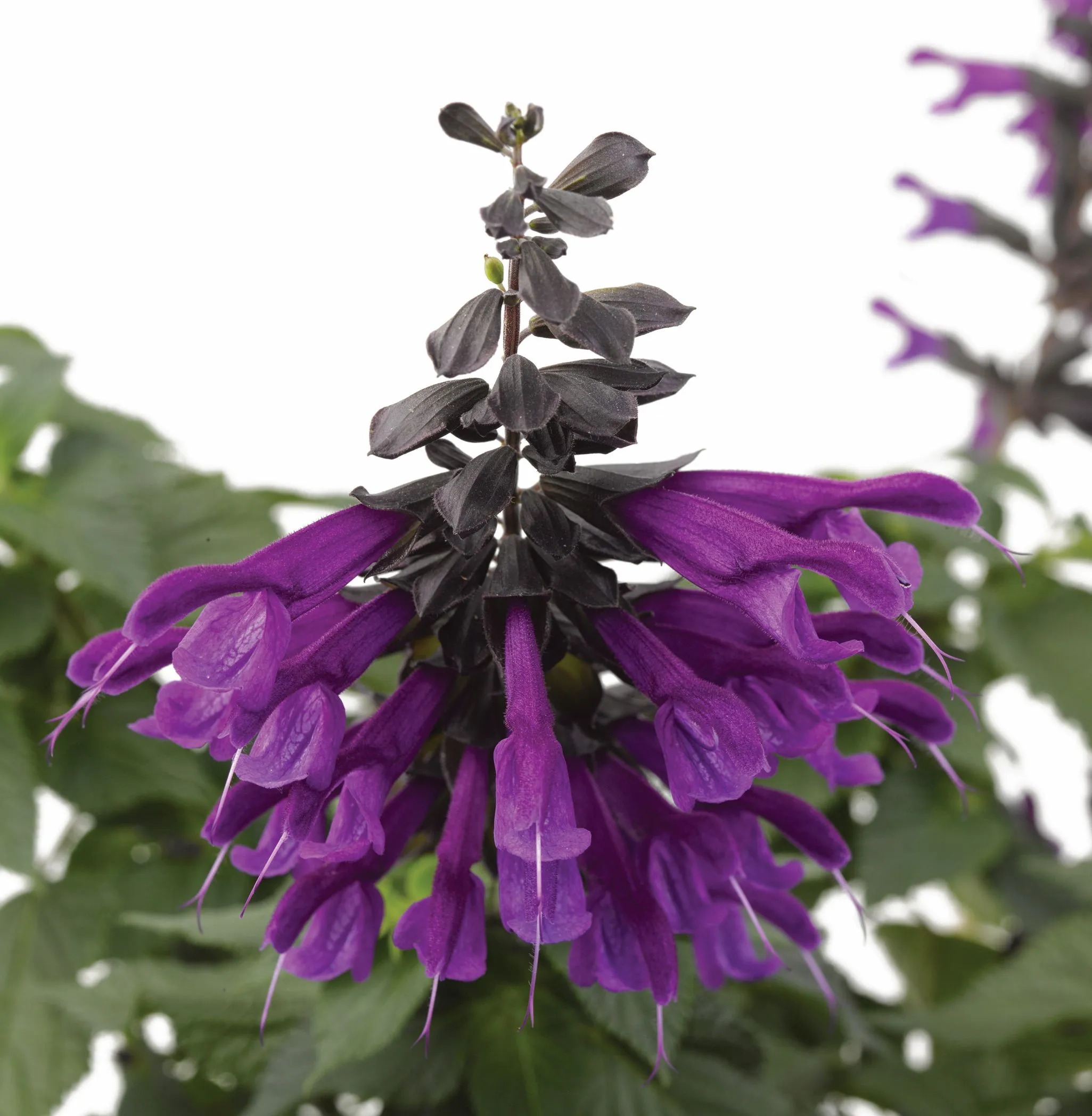 Salvia
