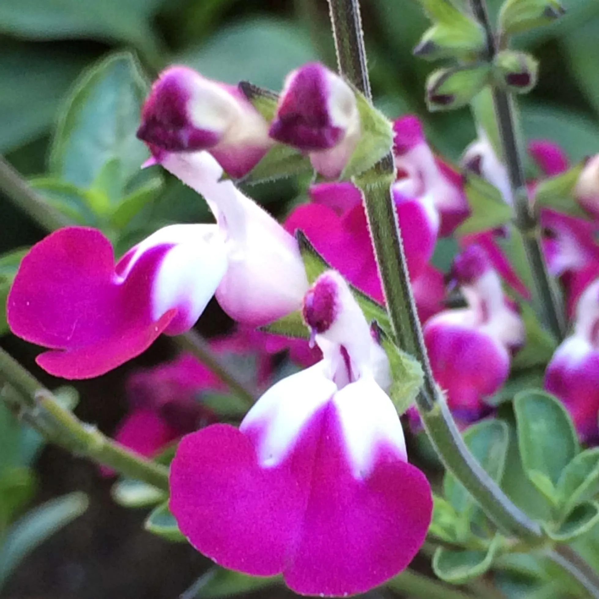 Salvia Cherry Lips - Jaldety