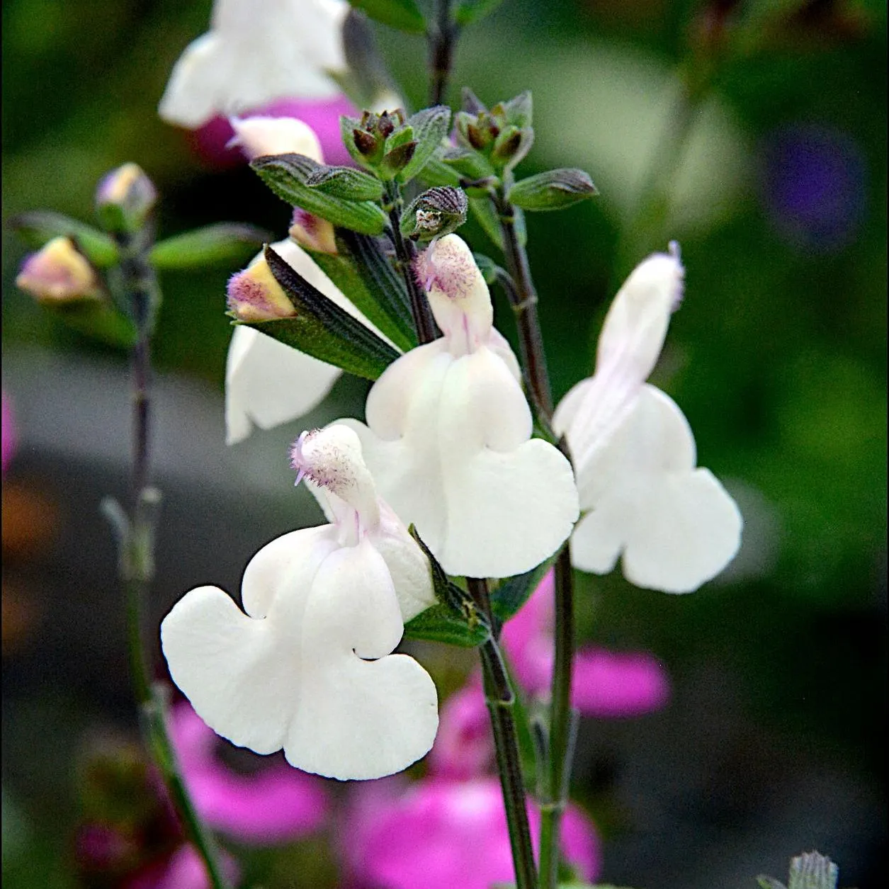 Salvia Cool Cream - Jaldety