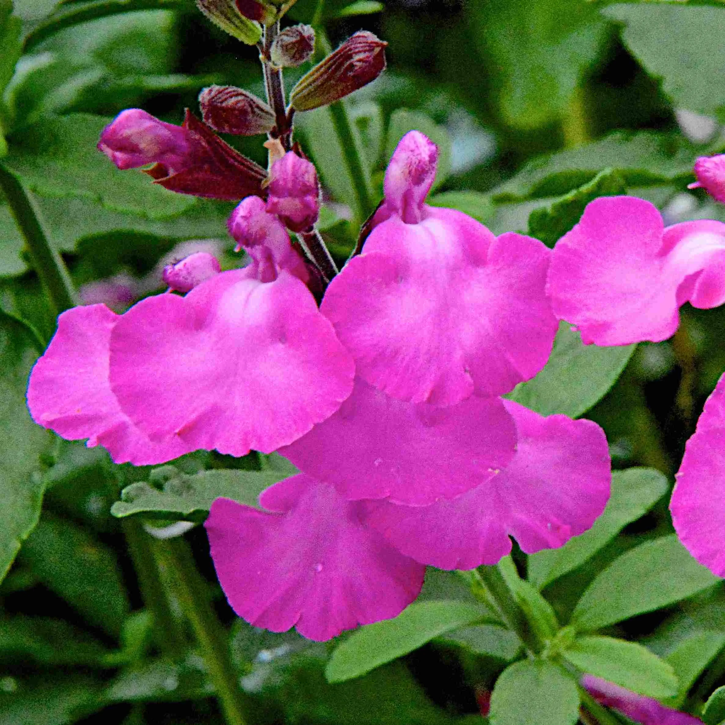 Salvia Cool Pink - Jaldety