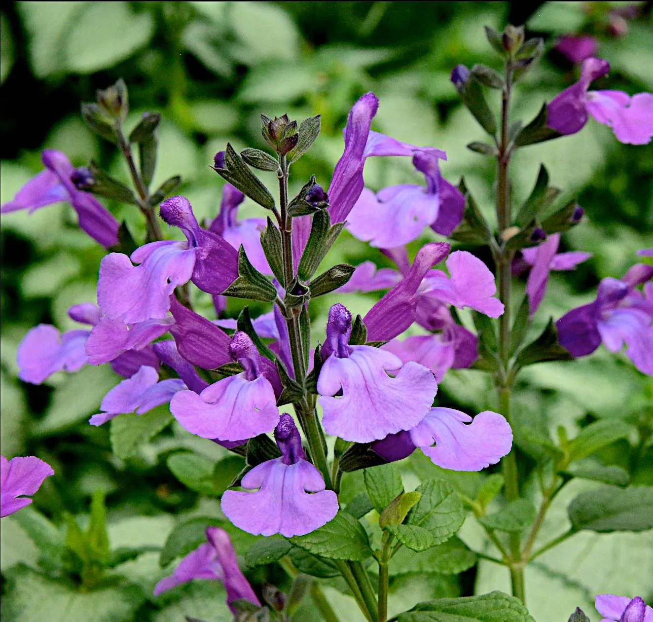 Salvia Cool Violet - Jaldety