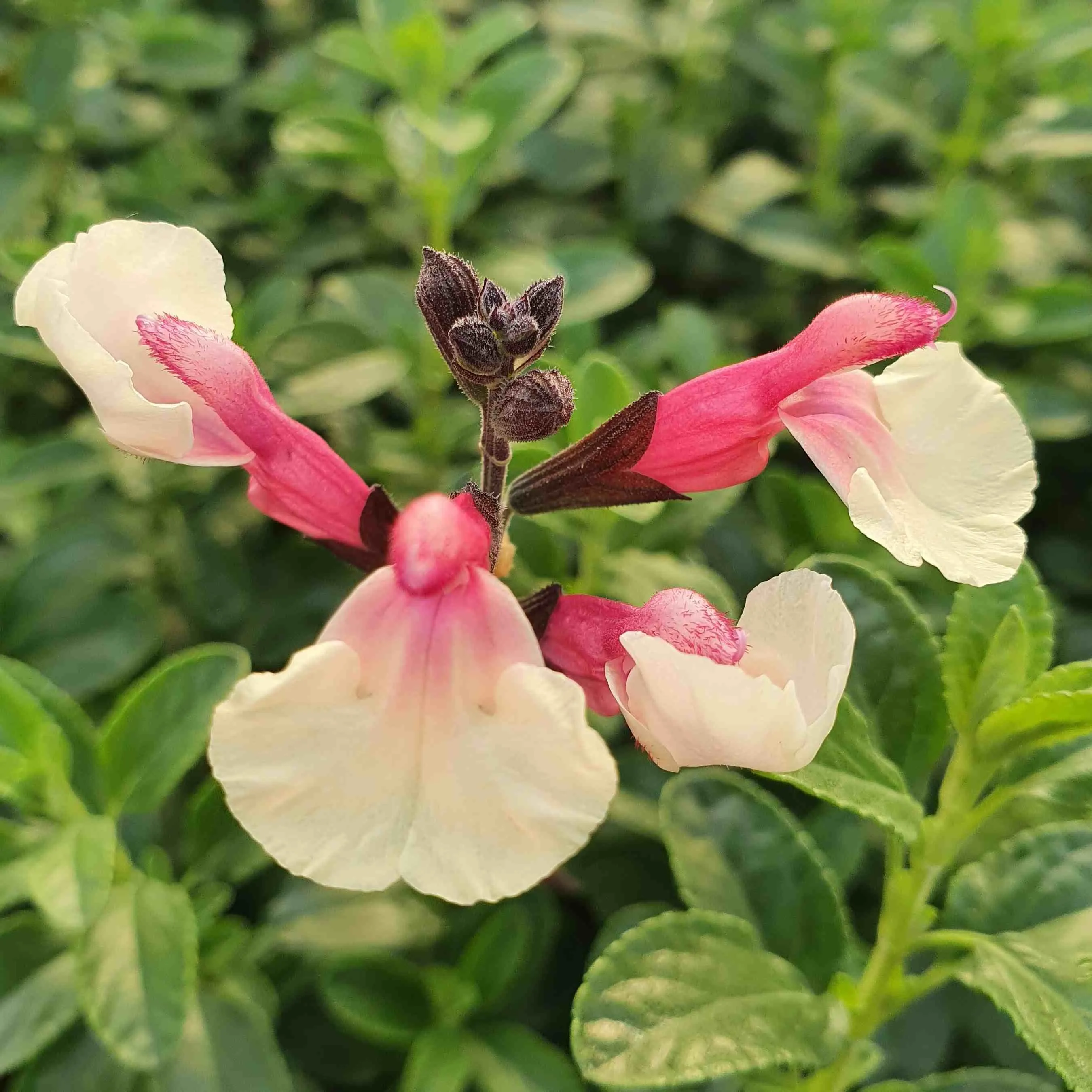 Salvia Cuello Cream Pink - Jaldety ©
