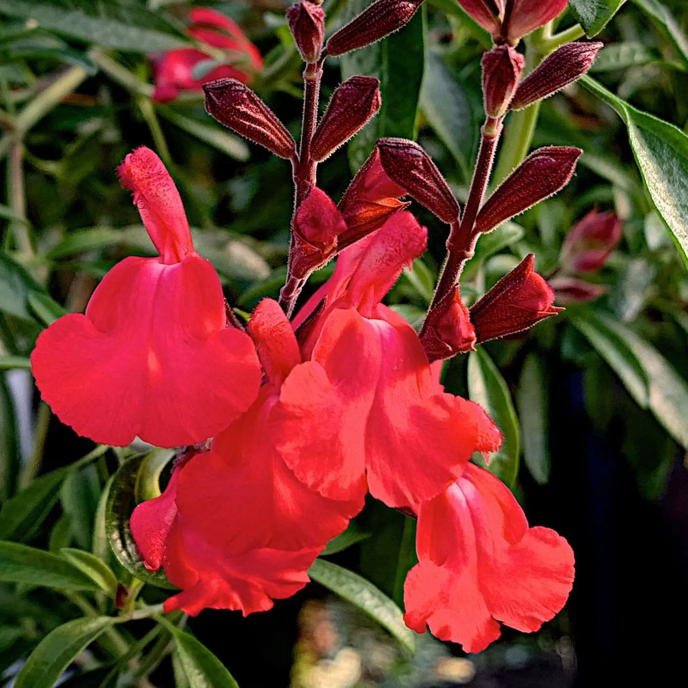 Salvia Lipstick - Jaldety