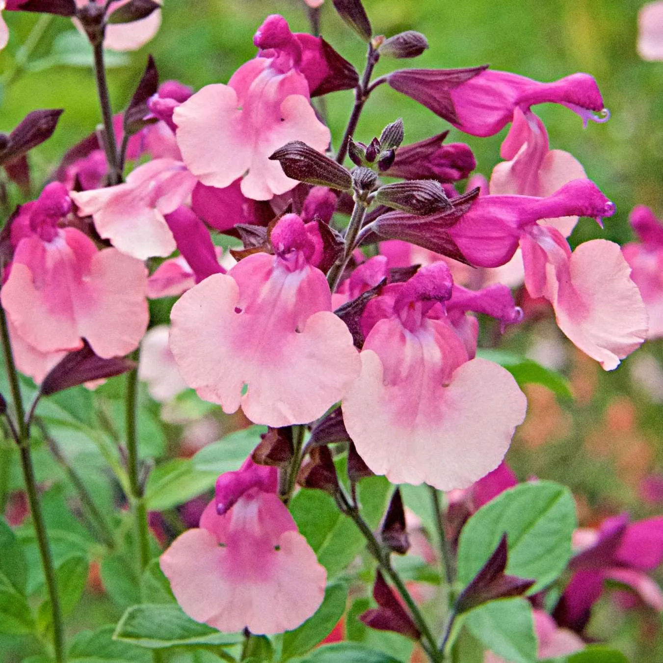 Salvia Melba Magic® Peac - Jaldety
