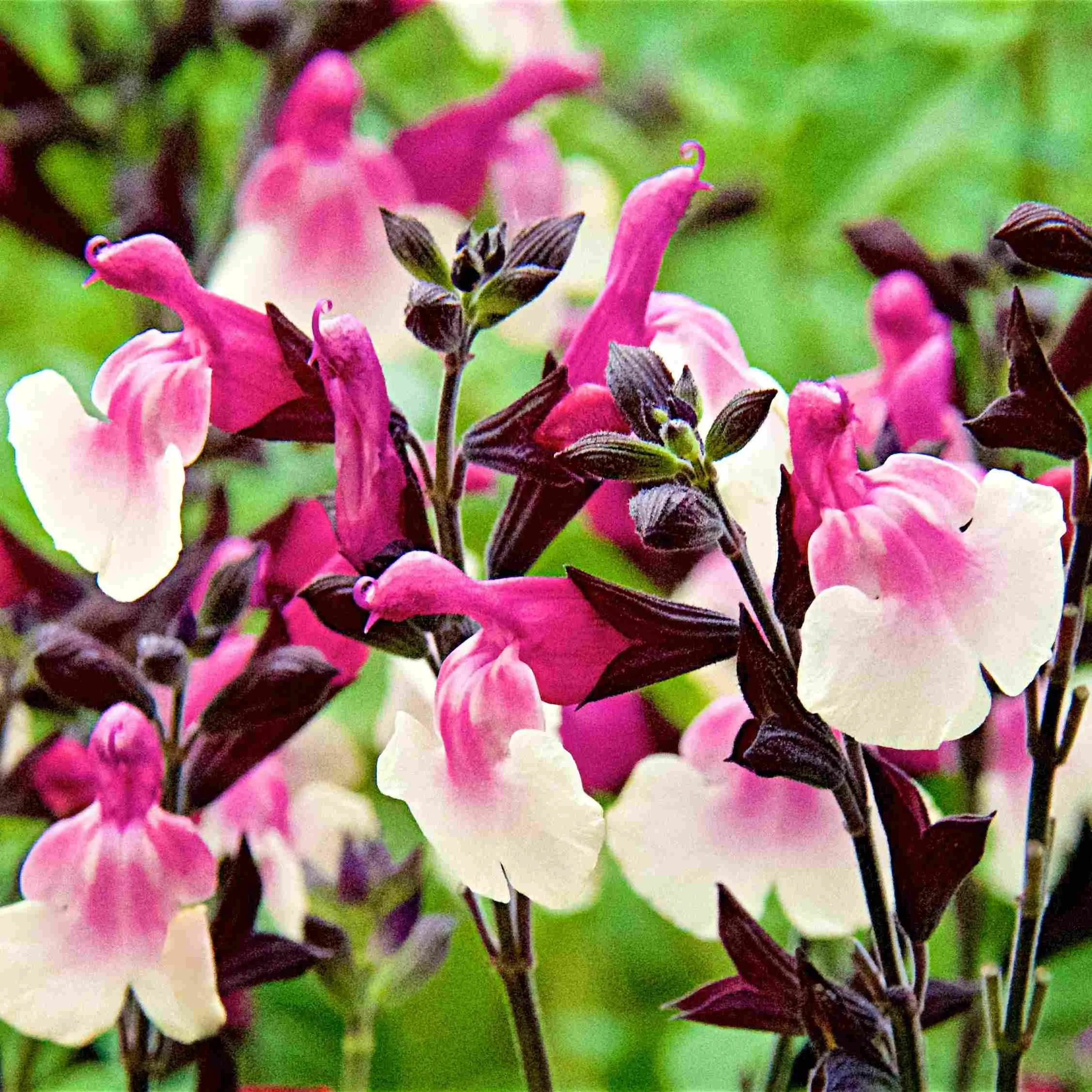 Salvia Melba Magic® Raspberry - Jaldety