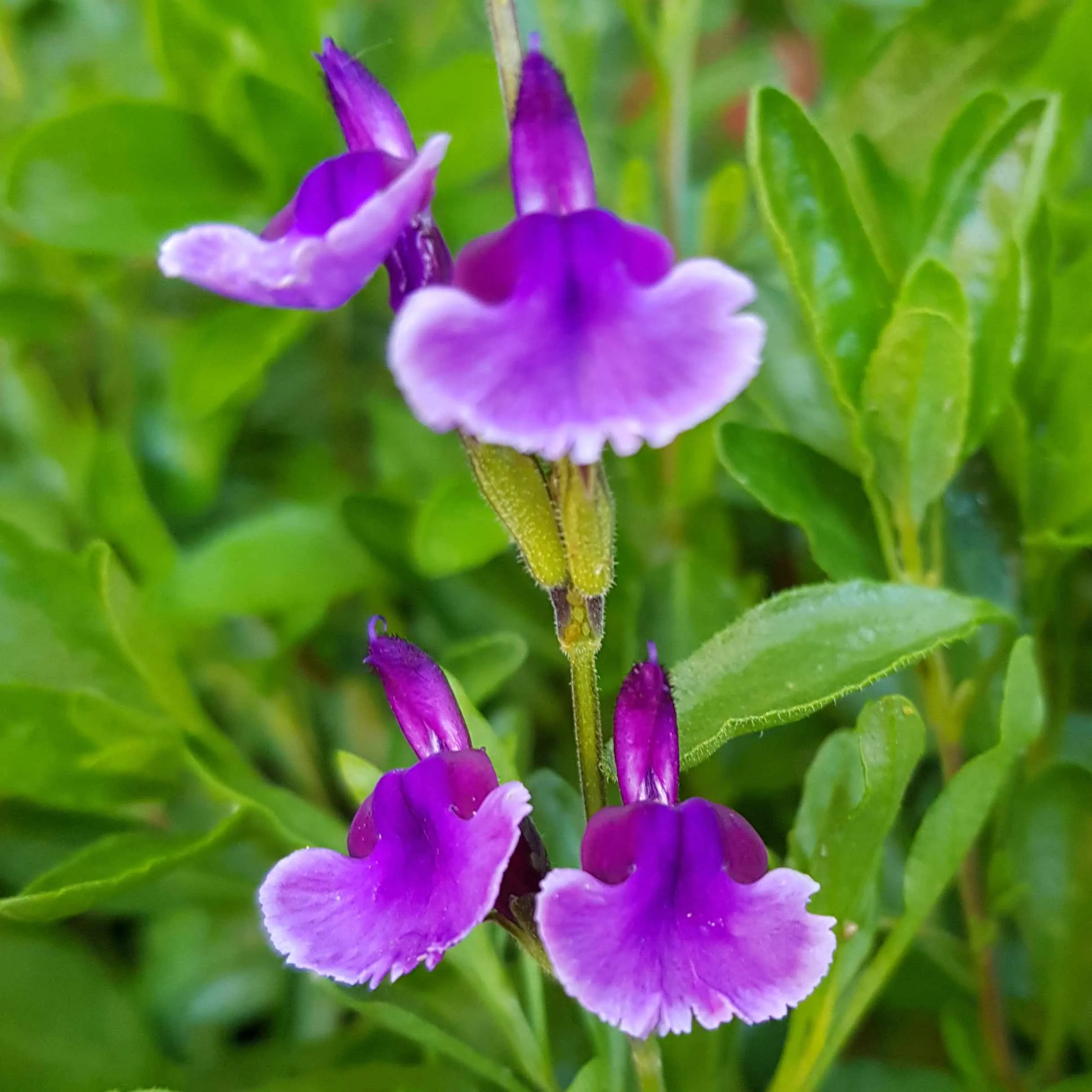 Salvia Oriental Dove - Jaldety