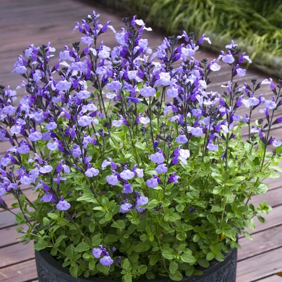 Salvia So Cool Pale Blue -Jaldety