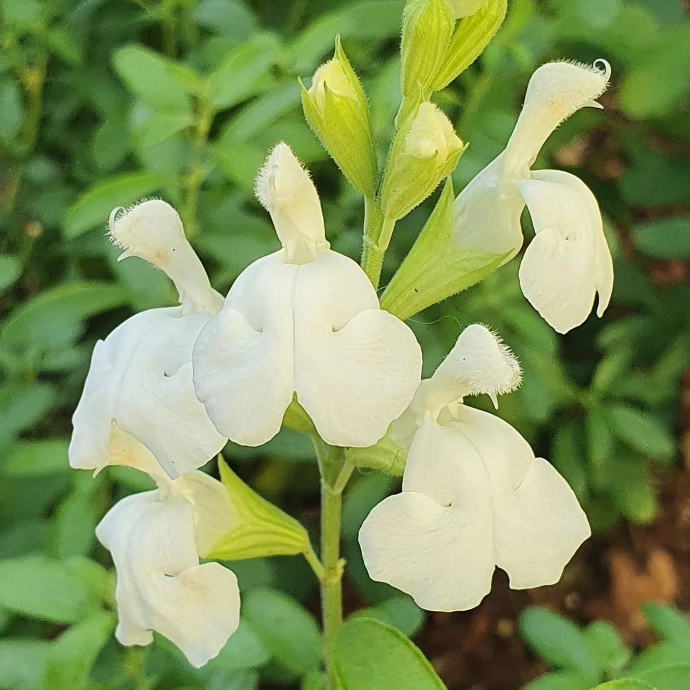 Salvia White Full Moon - © Jaldety