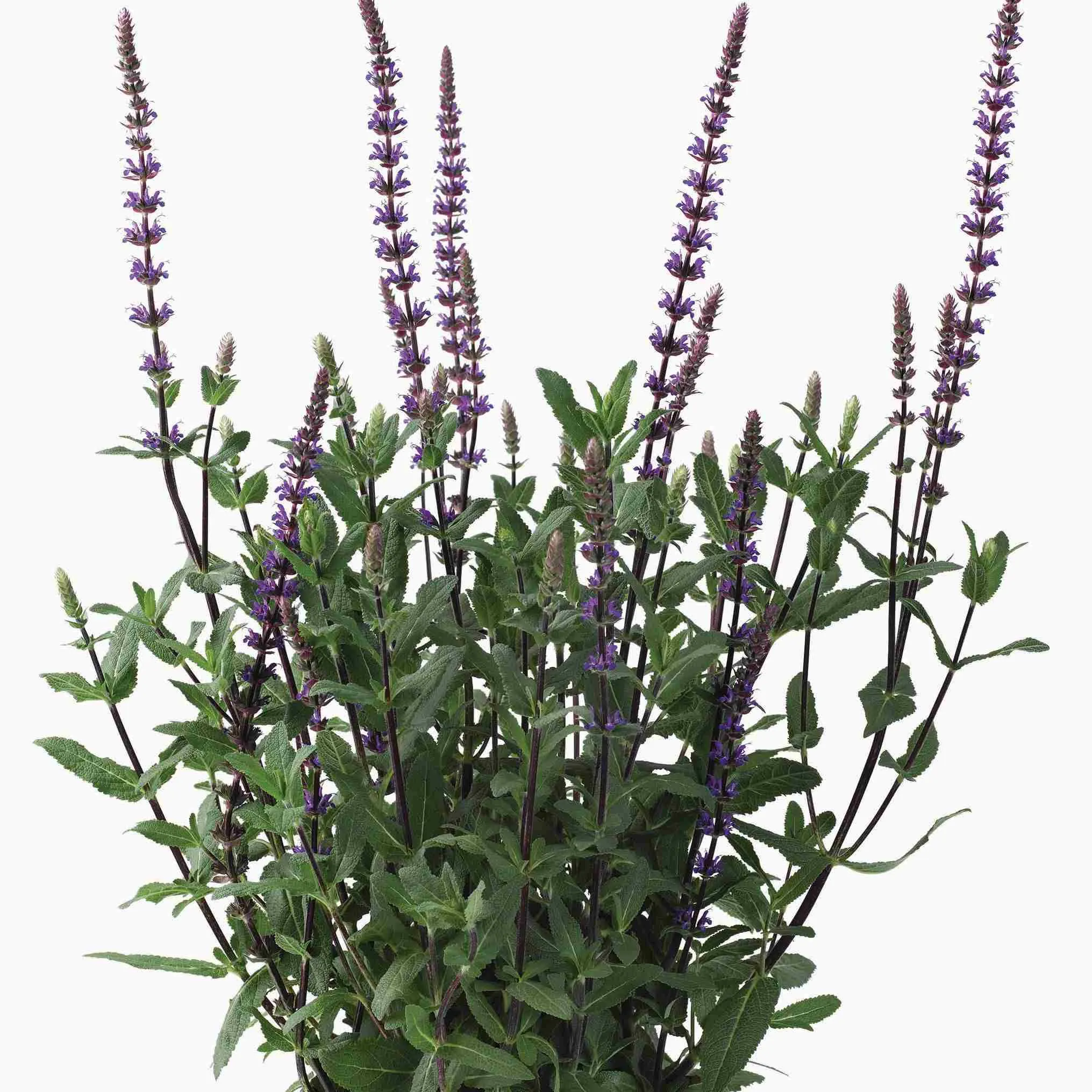 Salvia nemorosa Caradona -Jaldety ©
