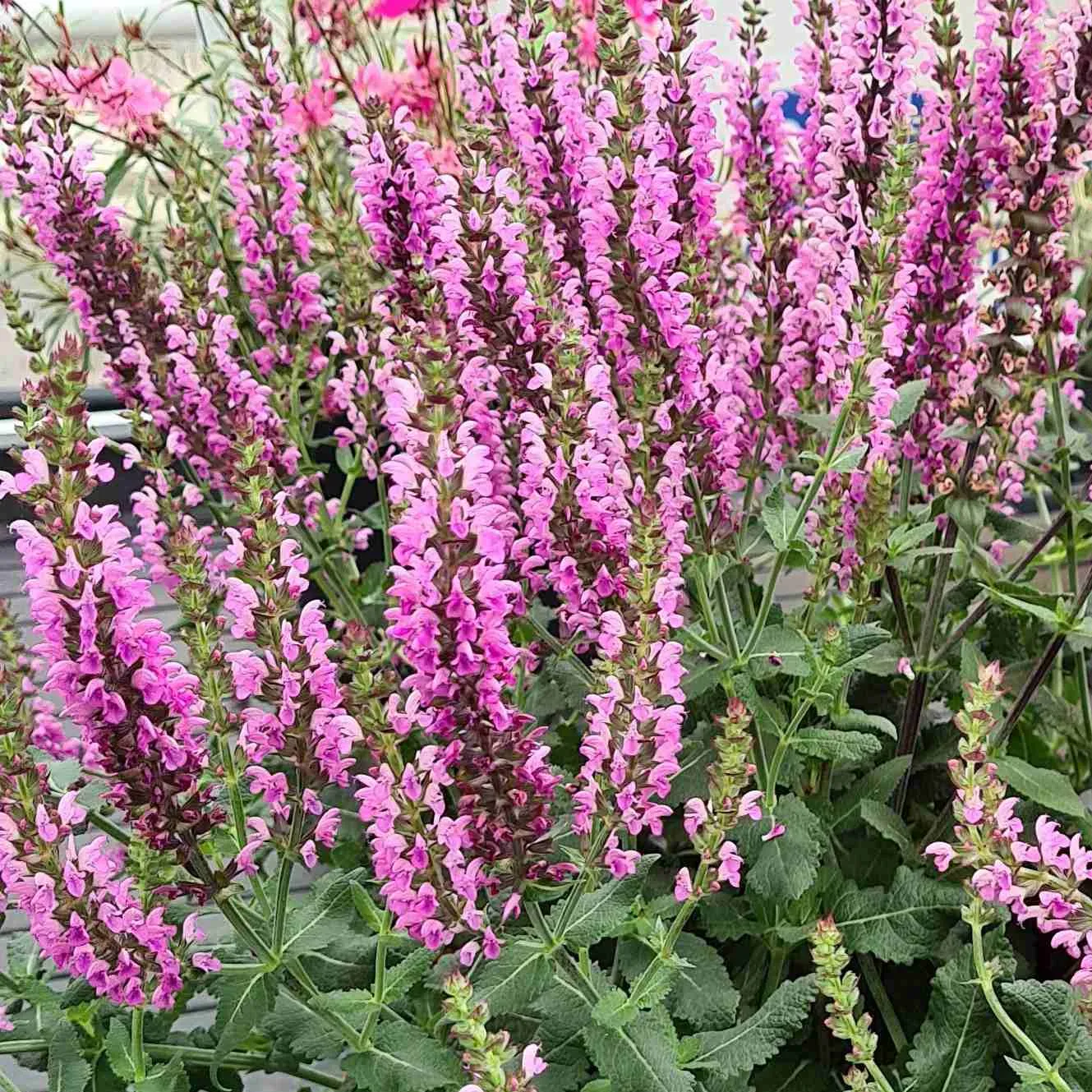 Salvia nemorosa Caradonna Pink Inspiration -© Jaldety