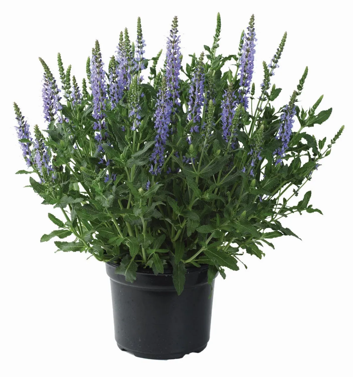 Salvia nemorosa