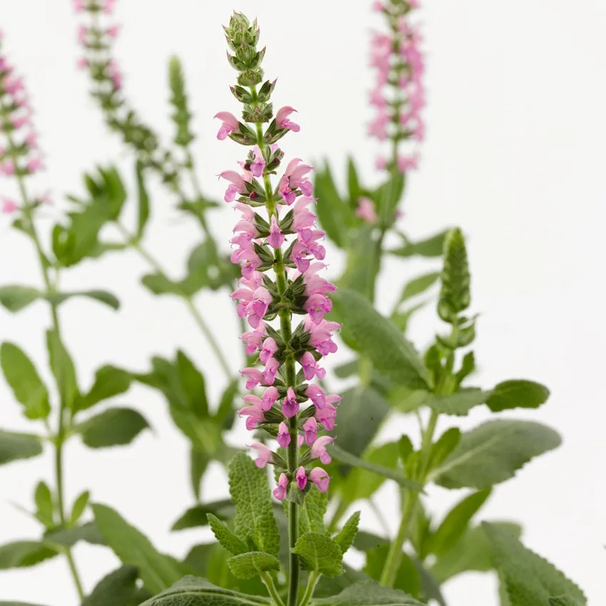 Salvia nemorosa Pink - © Jaldety