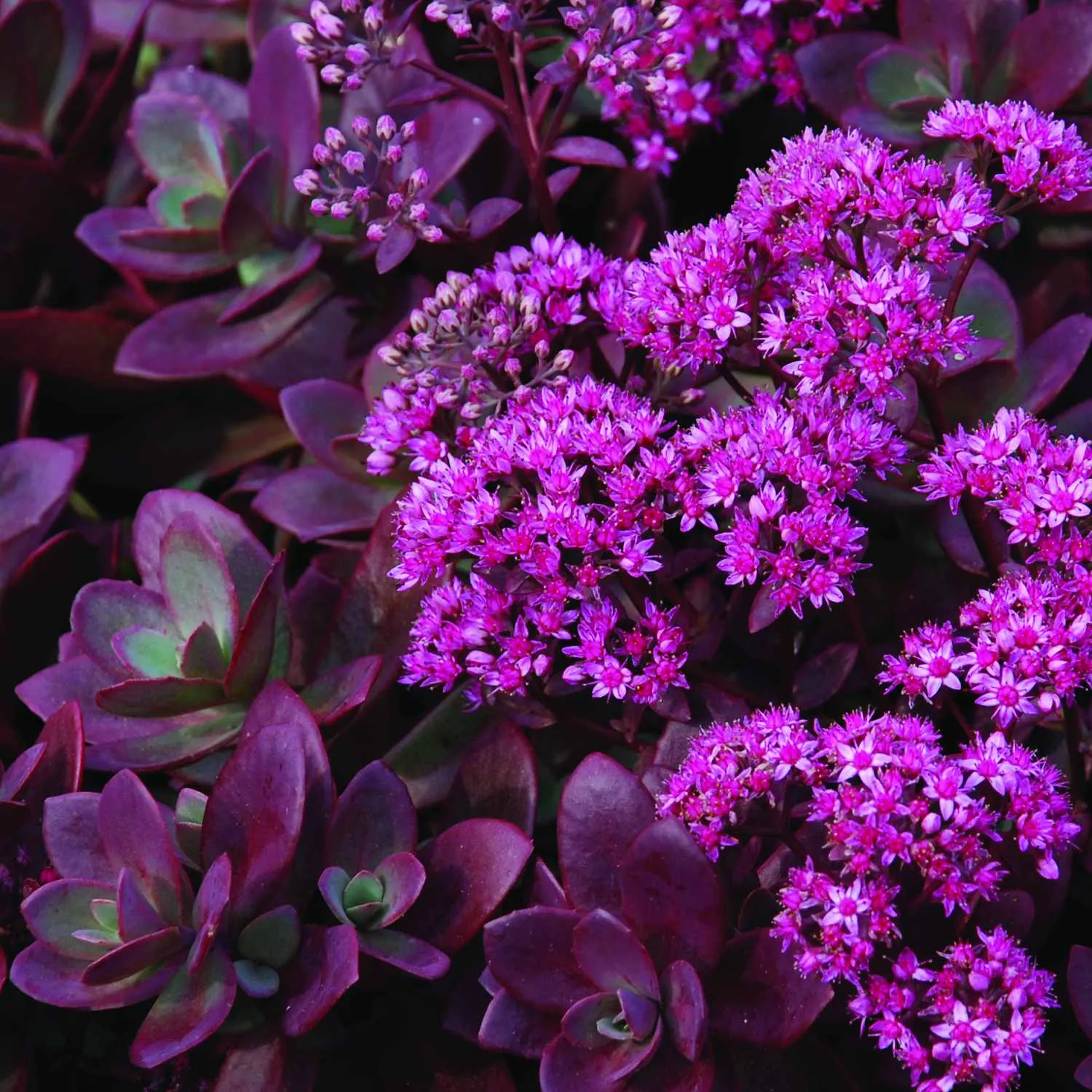 Sedum SunSparklers®  Firecracker - Jaldety