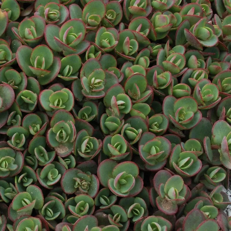 Sedum SunSparklers® Lime Zinger -  Jaldety
