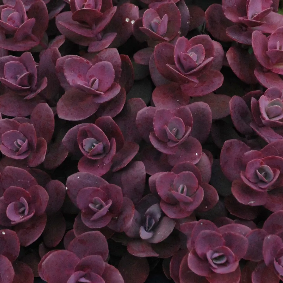 Sedum SunSparklers® Sedum Cherry Tart- Jaldety