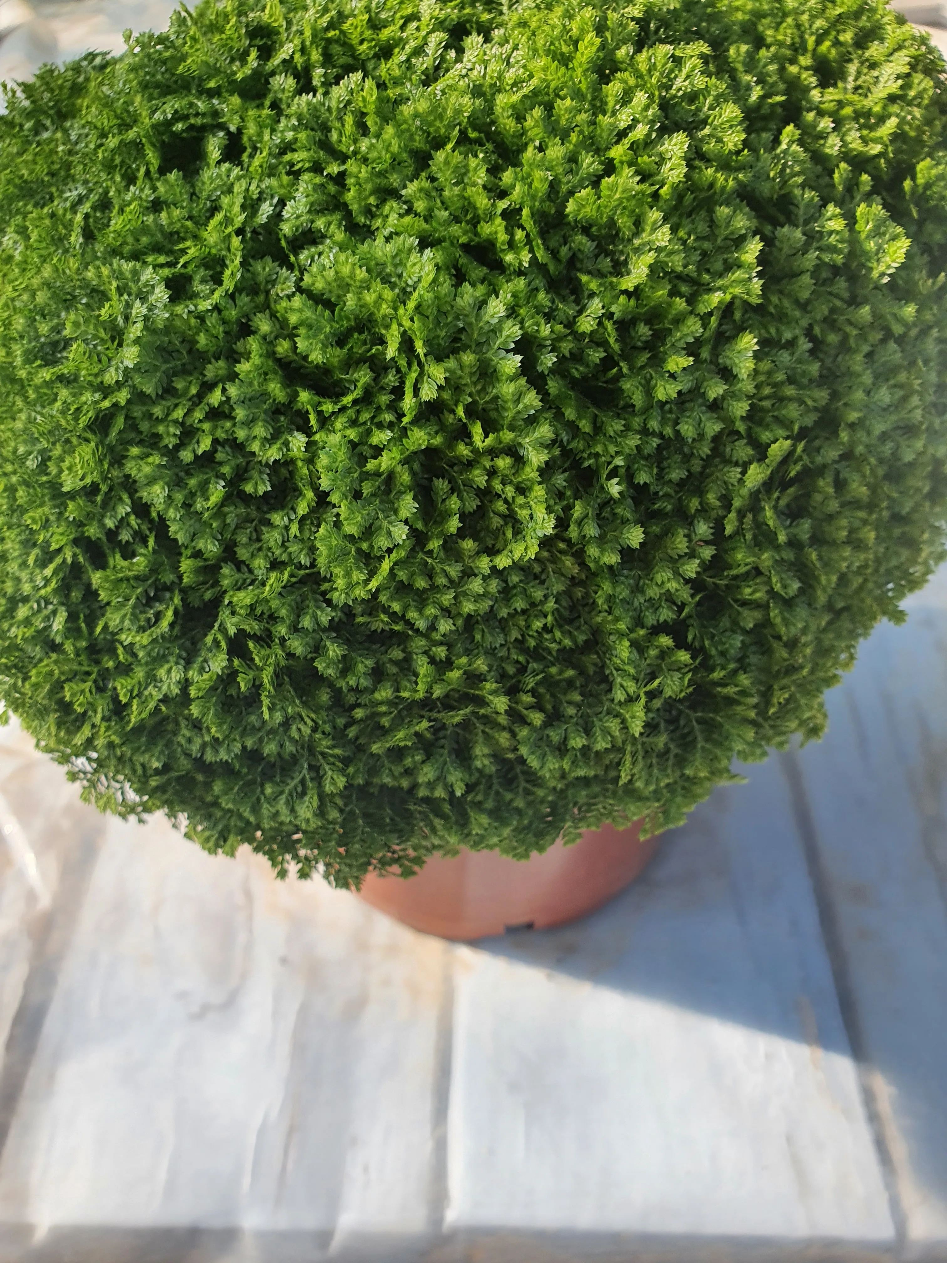 Selaginella