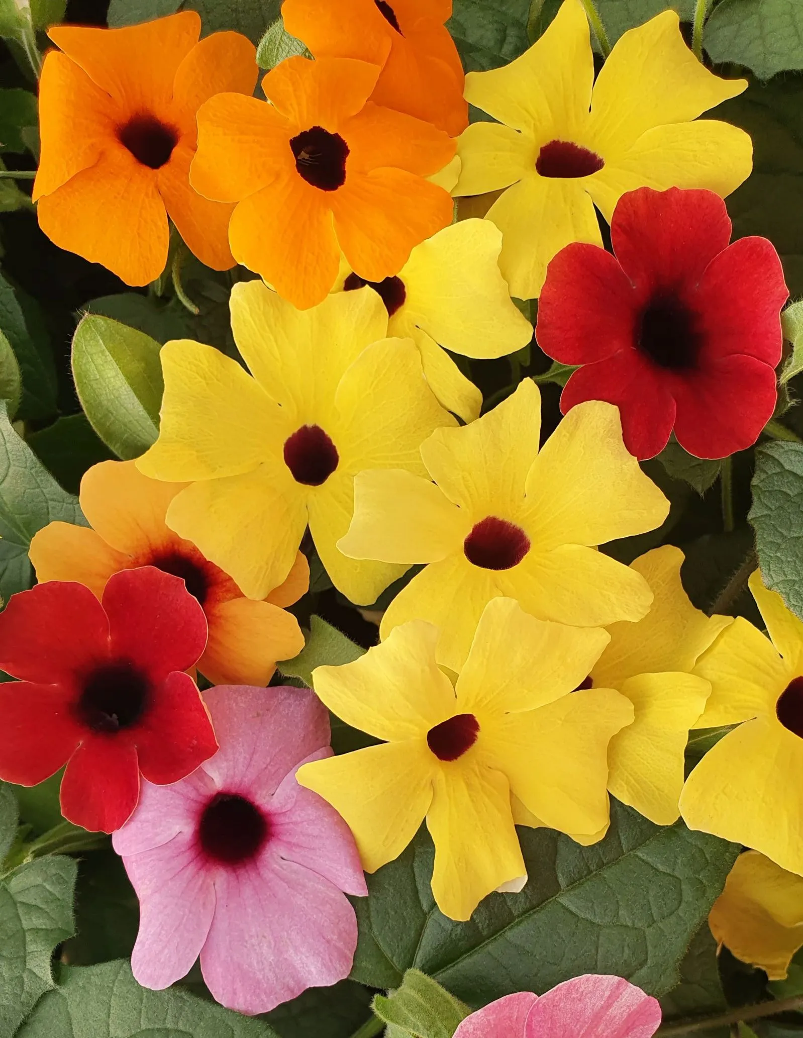 Thunbergia