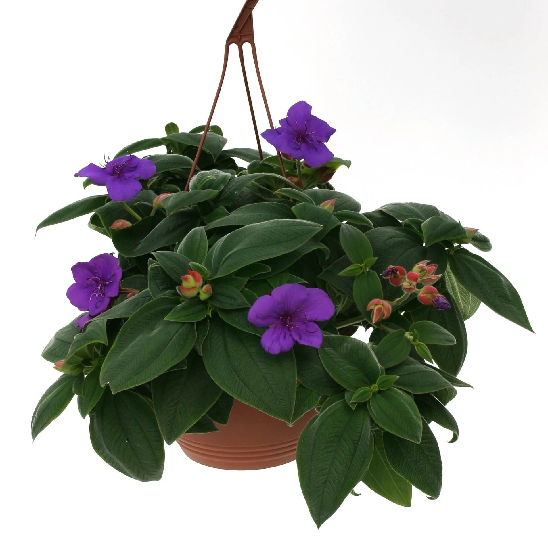 Tibouchina Rich Blue Sun - Jaldety 1