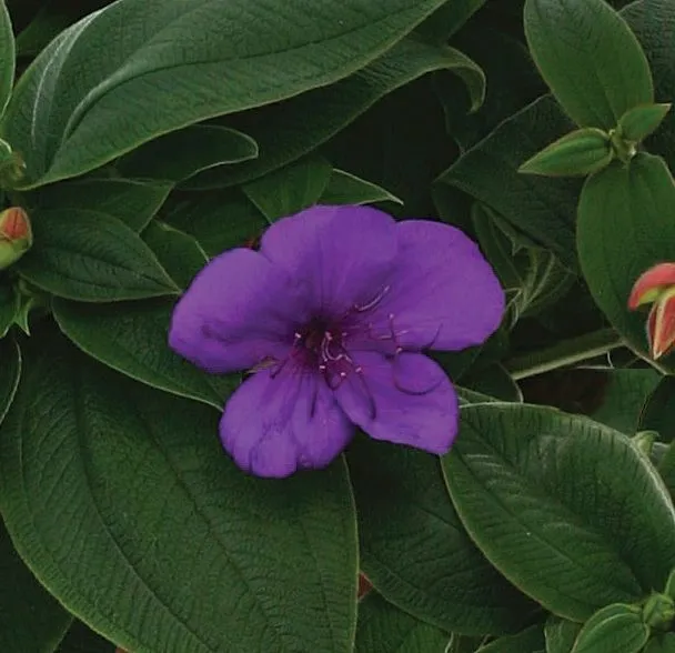 Tibouchina
