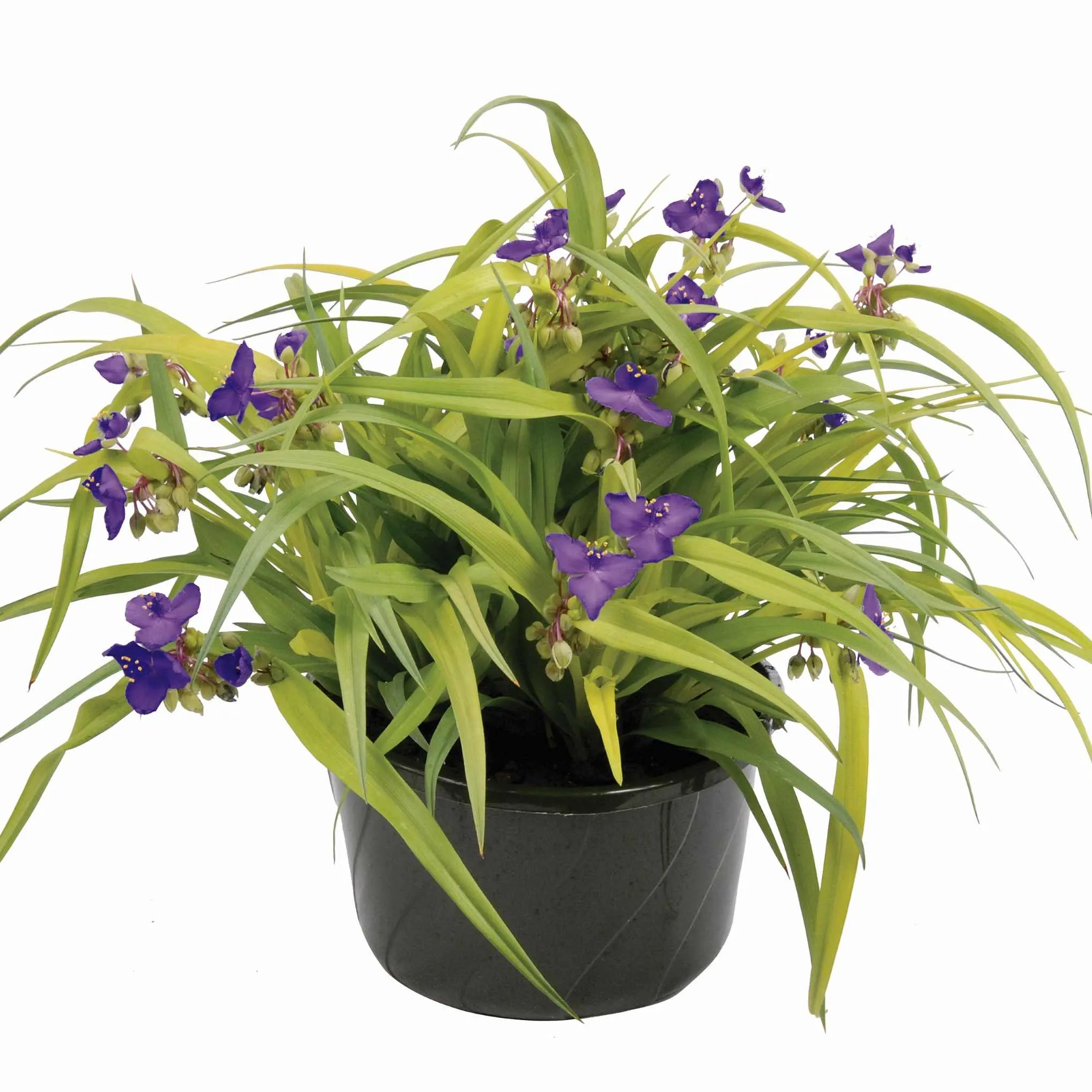 Tradescantia Gold - © Jaldety 2