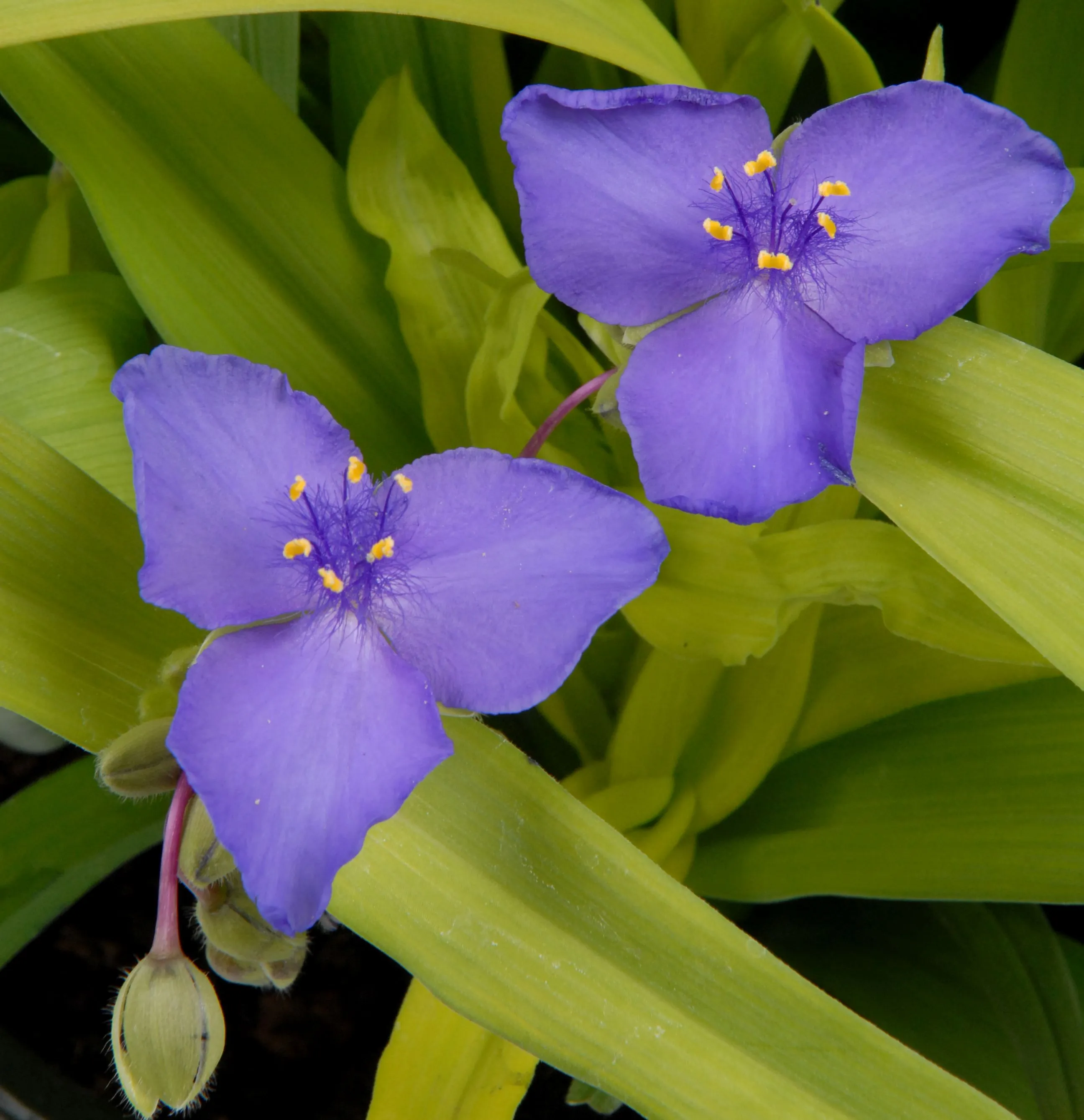 Tradescantia andersoniana
