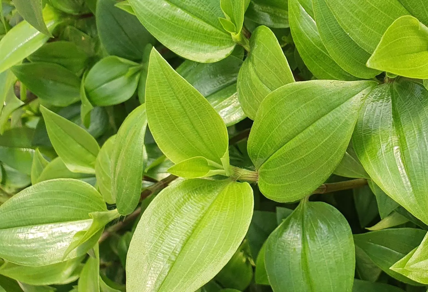 Tradescantia Green Hill - © Jaldety