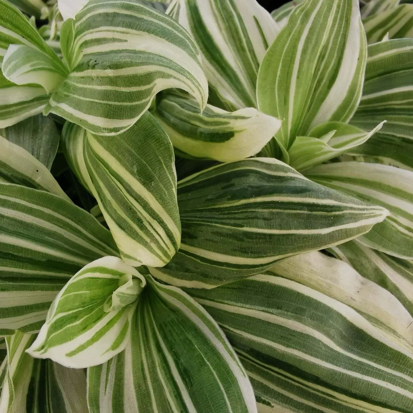 Tradescantia Green White Beauty - Jaldety ©