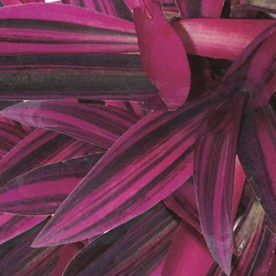 Tradescantia Pink Stripes - © Jaldety