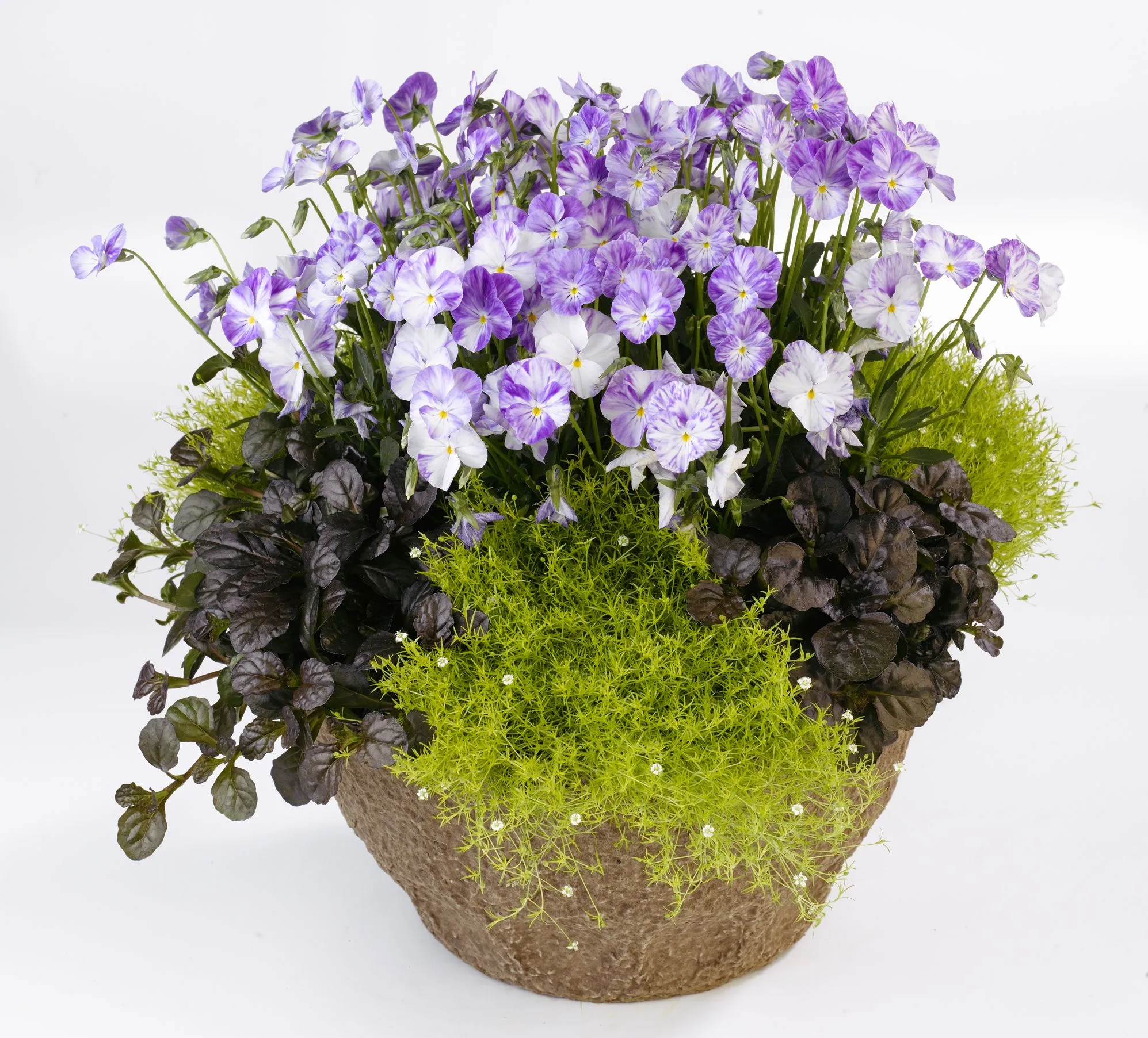 Viola